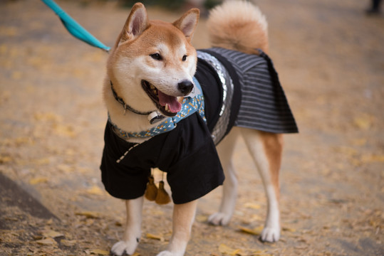 日本柴犬