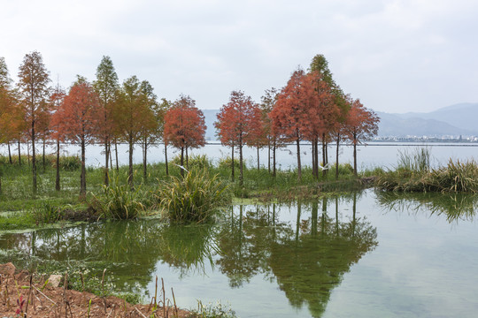 冬季红色水杉树