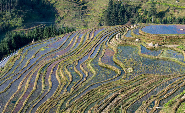 冬季梯田