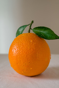 白背景脐橙