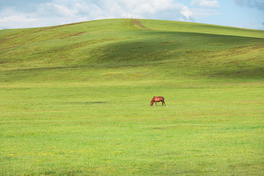 碧绿草原一匹马