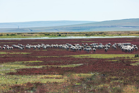 湿地红草滩羊群