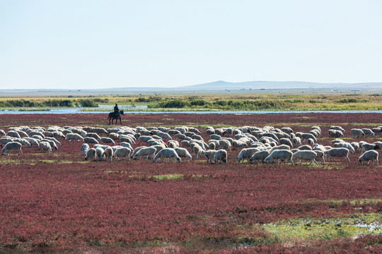 秋季草原湿地羊群骑马