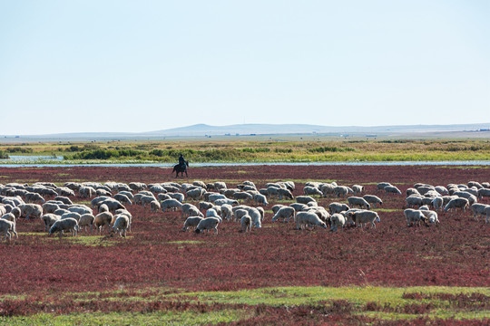 秋季湿地羊群红草滩骑马