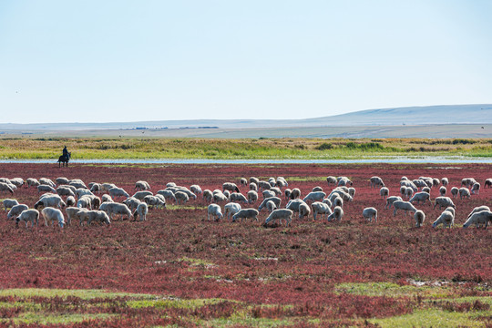 红草滩湿地放牧羊群