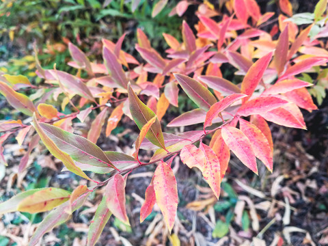 秋季红叶树枝