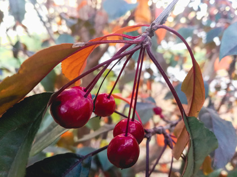 秋季红果子树枝