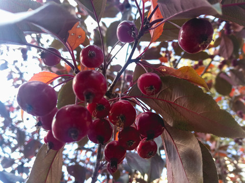 秋季红果子