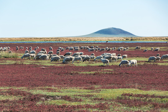 秋季草原湿地红草滩羊群