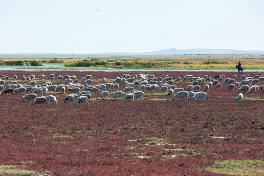 湿地草原秋季羊群骑马放牧