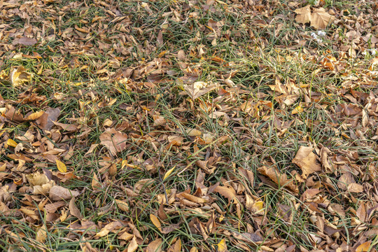 公园草地上的落叶