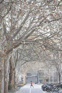 冬天路旁梧桐树和晨跑的人