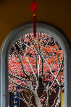 杭州永福寺秋色