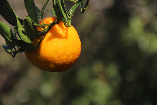 水珠橘子园