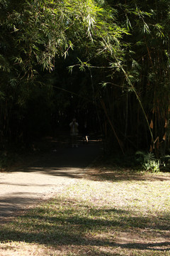 竹林小道