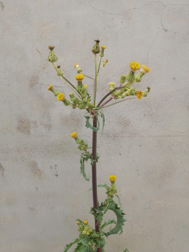 墙边植物