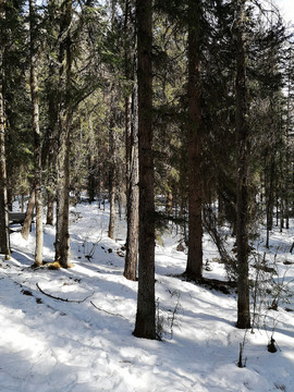 雪地森林