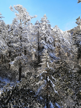 雪山森林