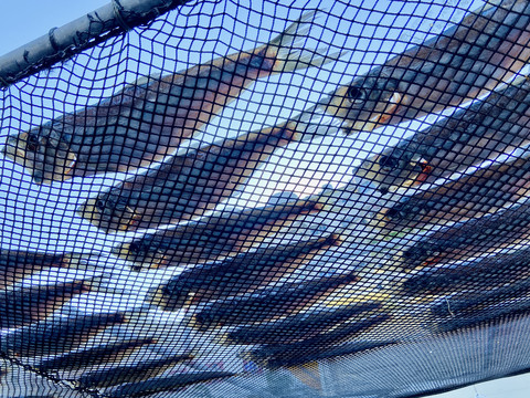 晒咸鱼