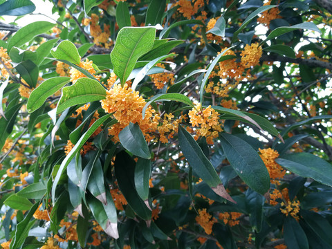 桂花