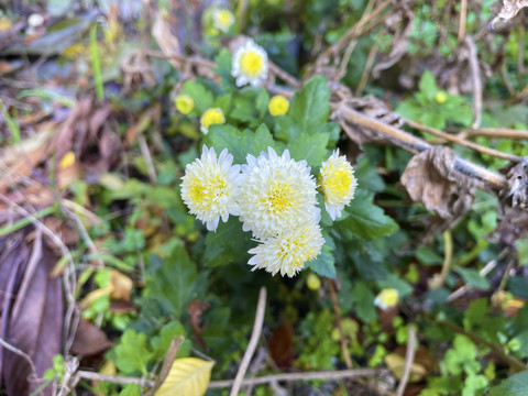 野菊花