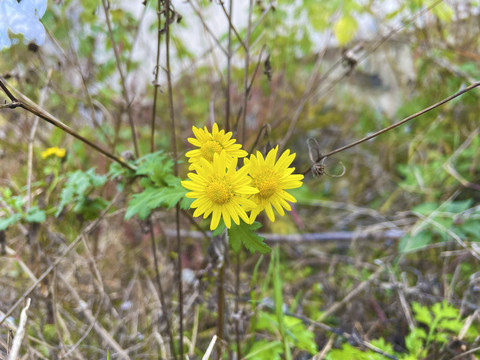 小菊花