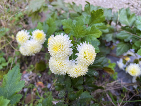 菊花特写