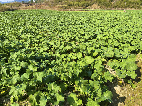 油菜田