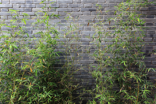 青砖墙和竹子