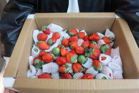 鲜草莓