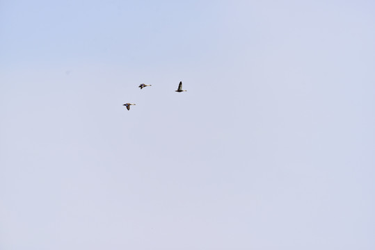 蓝天上飞翔的野鸭