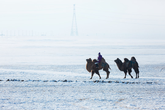冬季草原蒙古族骑骆驼