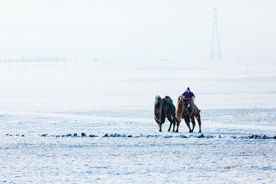 雪原骑骆驼的蒙古人