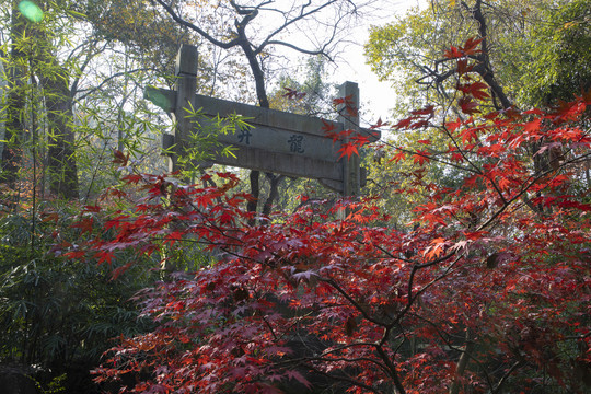 杭州西湖龙井景区