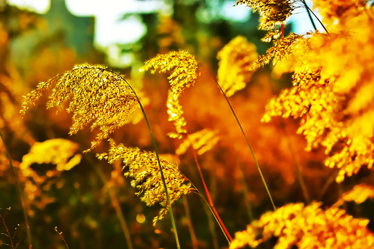 芦苇花特写