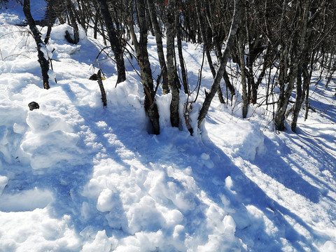 雪地丛林