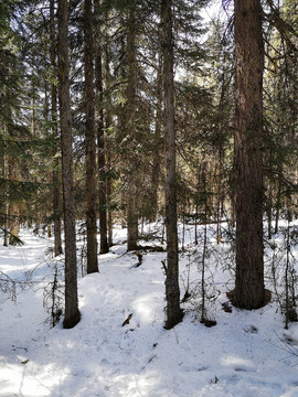 雪山森林