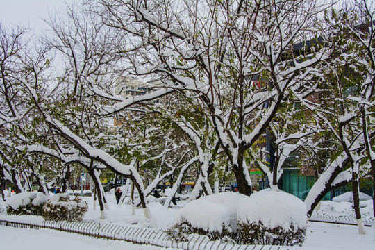 路边树林雪挂与球状树丛雪挂