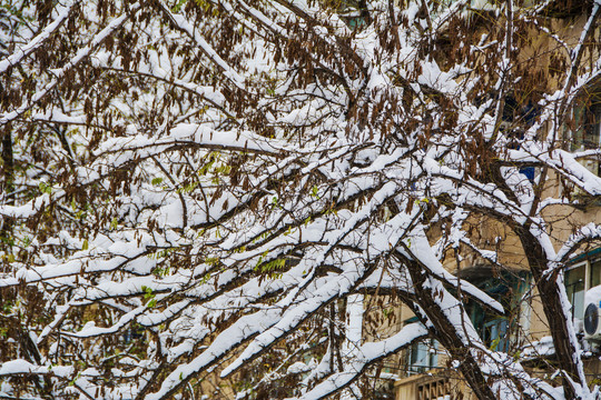 树的多支树干的树枝雪挂