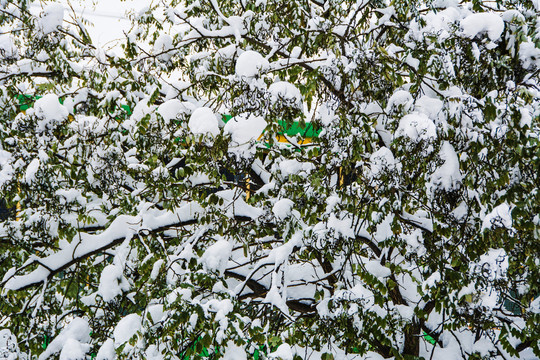 树的支树干树枝树叶雪挂