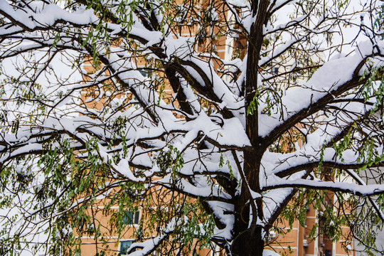 树干支干雪挂与绿叶
