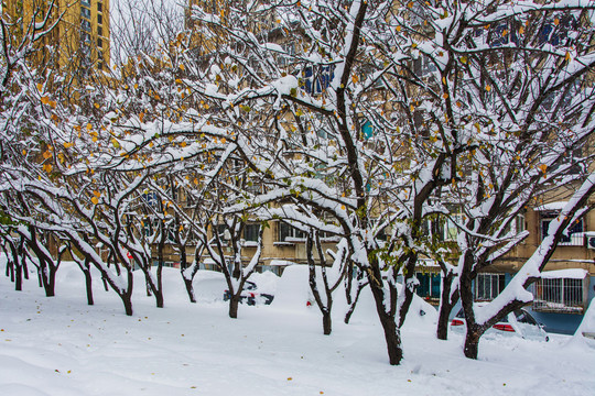 一排树的树枝干雪挂与黄叶雪地