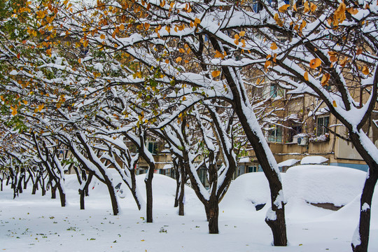 一排树的树枝干雪挂与绿叶黄叶