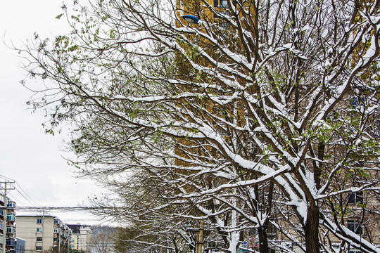 一排树的支树干树枝雪挂