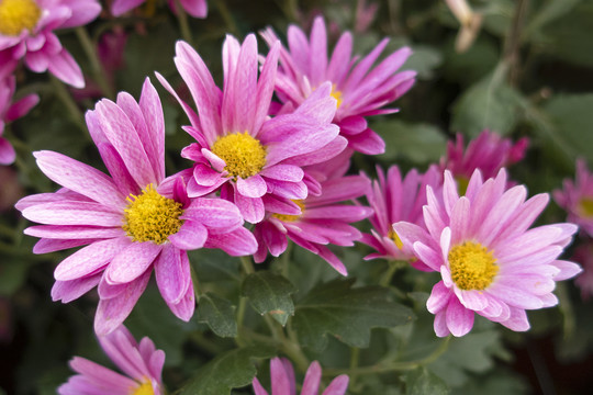 菊花