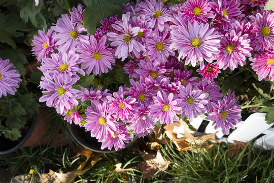 菊花
