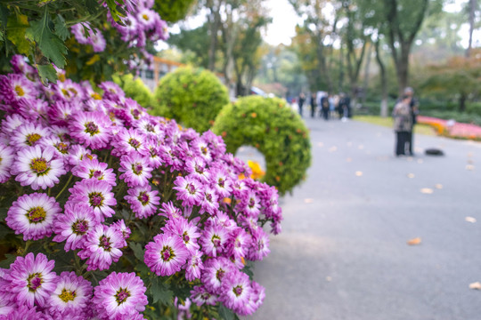 菊花