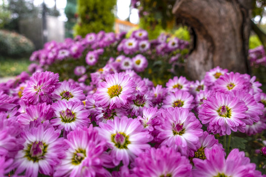 菊花
