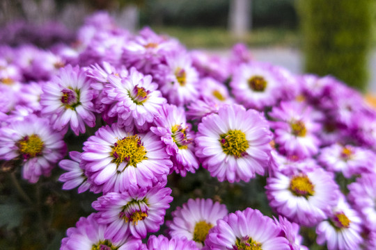 菊花