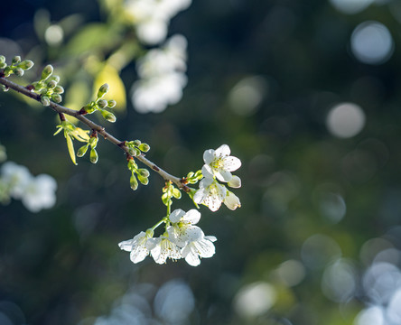 白樱花